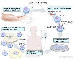 CAR T-Cell Therapy Market Predicted to Reach USD 6.1 Billion by 2030 at 13.5% CAGR Allied Market Research